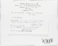 Puccinia recondita image