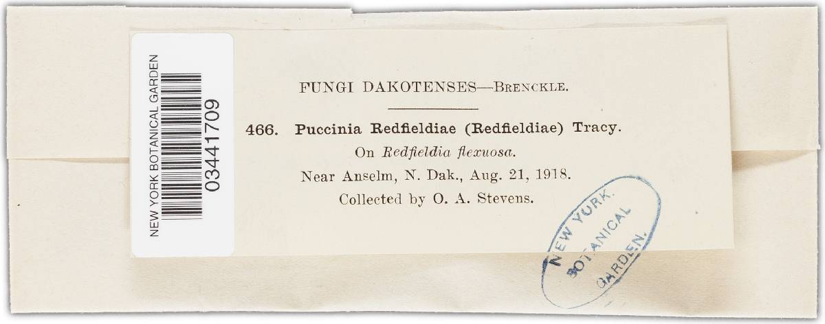 Puccinia redfieldiae image