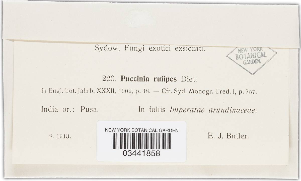 Puccinia rufipes image