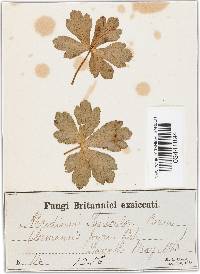 Puccinia saniculae image