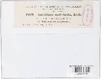 Puccinia schedonnardi image
