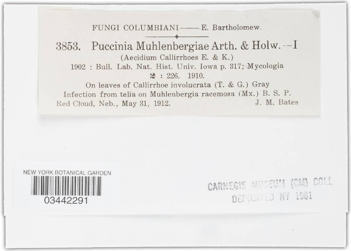 Puccinia schedonnardi image