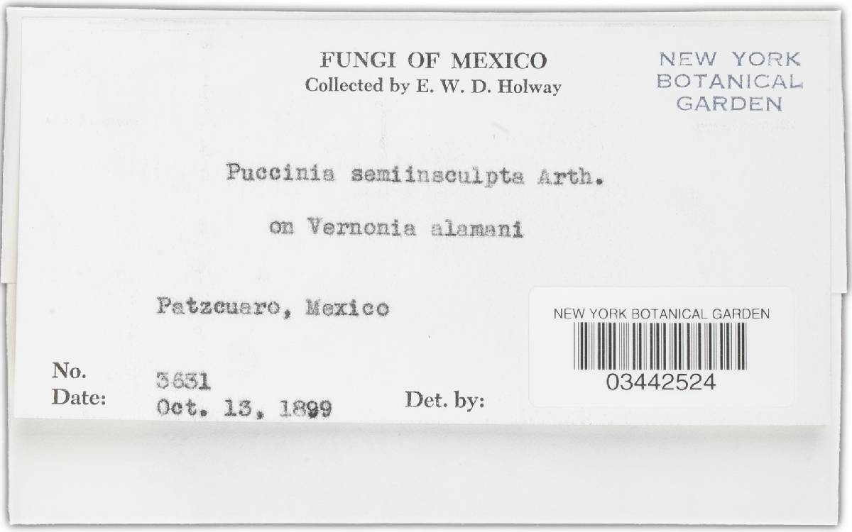Puccinia semi-insculpta image