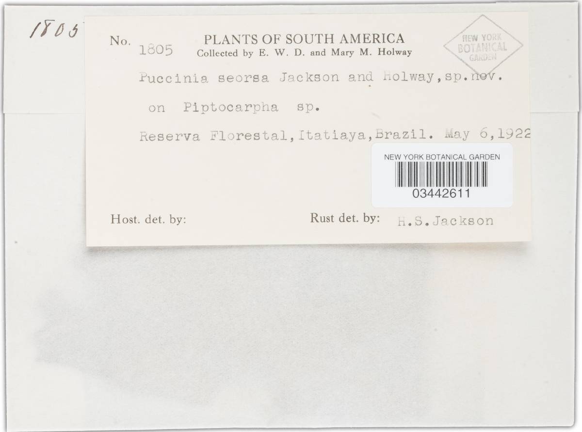 Puccinia seorsa image