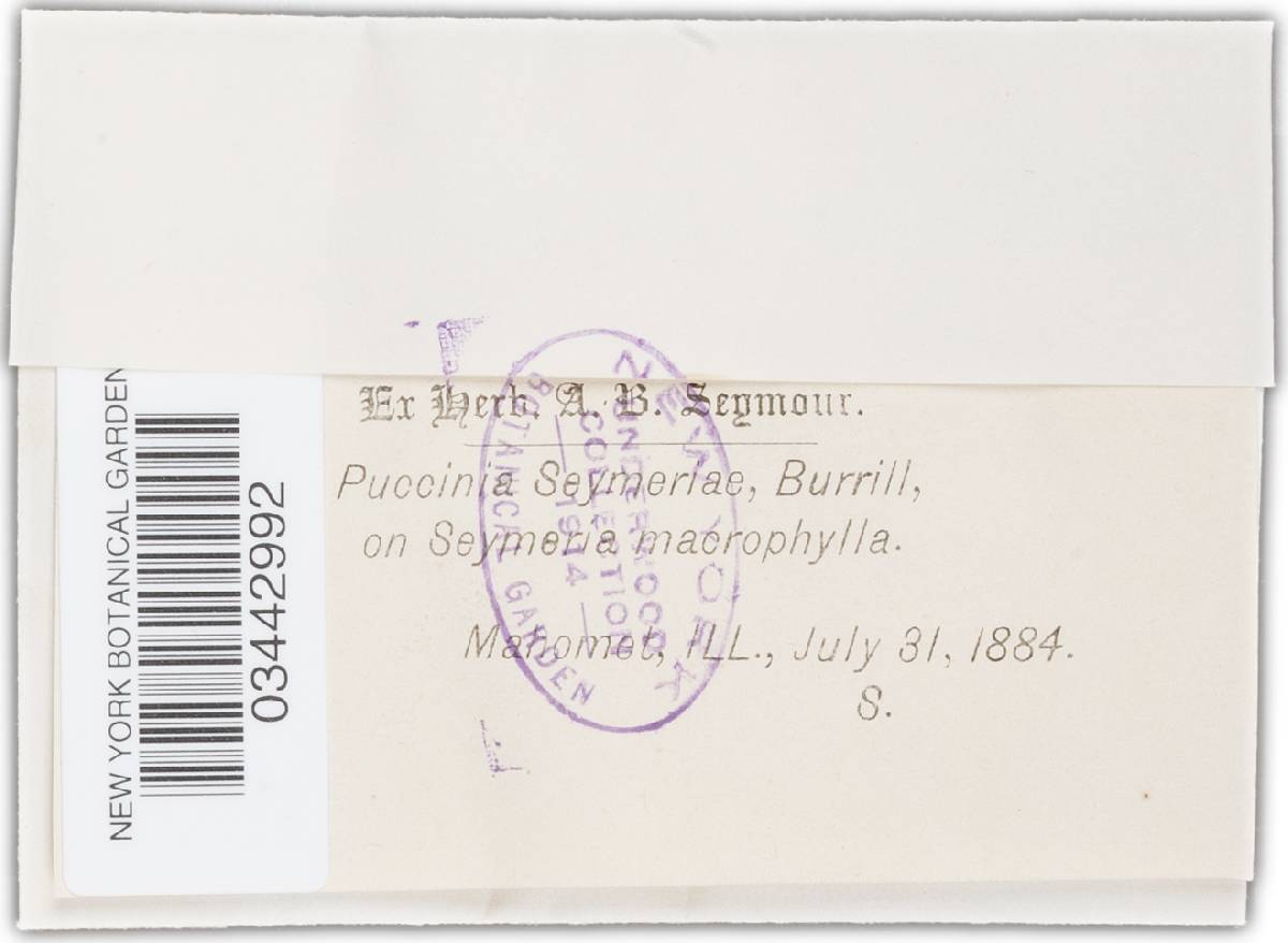 Puccinia seymeriae image