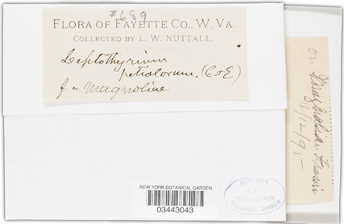 Leptothyrium petiolorum image