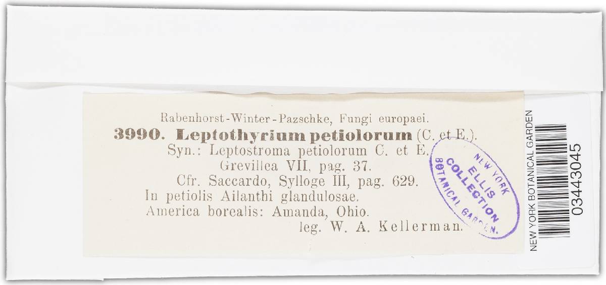 Leptothyrium petiolorum image