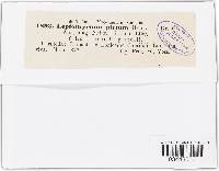 Leptothyrium pictum image