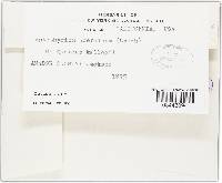 Coccomyces dentatus image