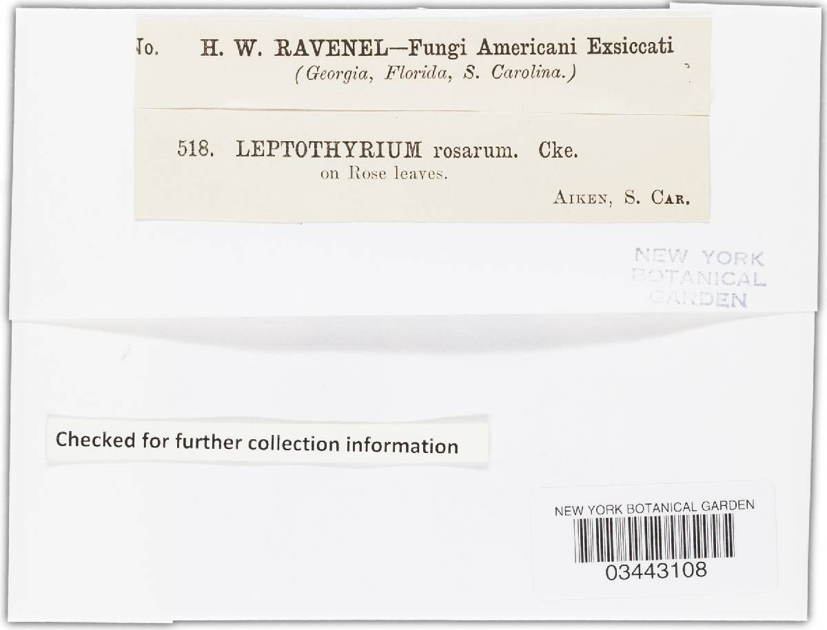 Leptothyrium rosarum image