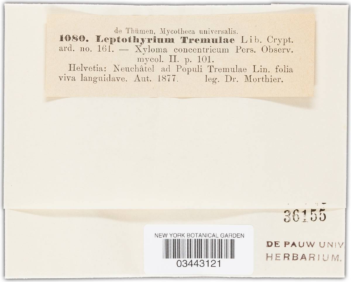 Leptothyrium tremulae image