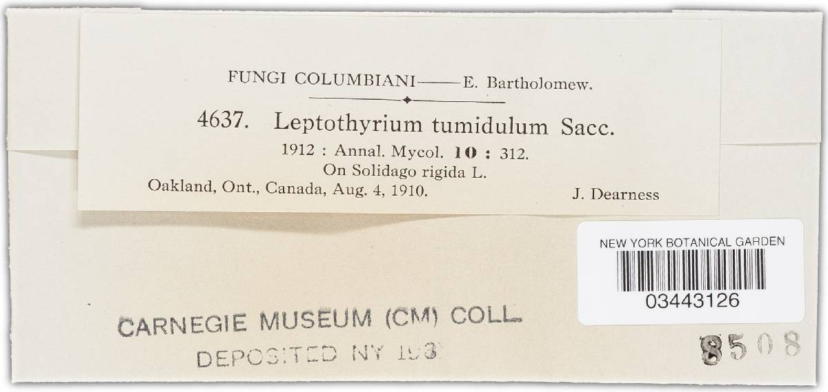 Leptothyrium tumidulum image
