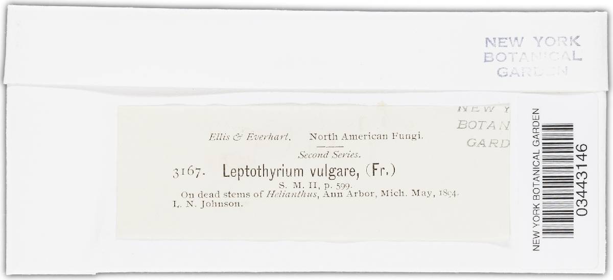 Leptothyrium image