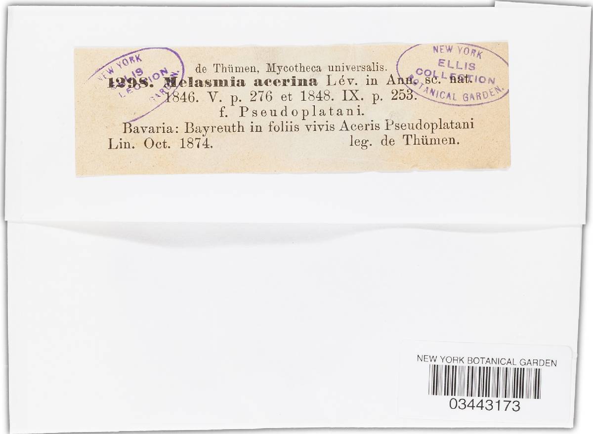 Melasmia acerina image