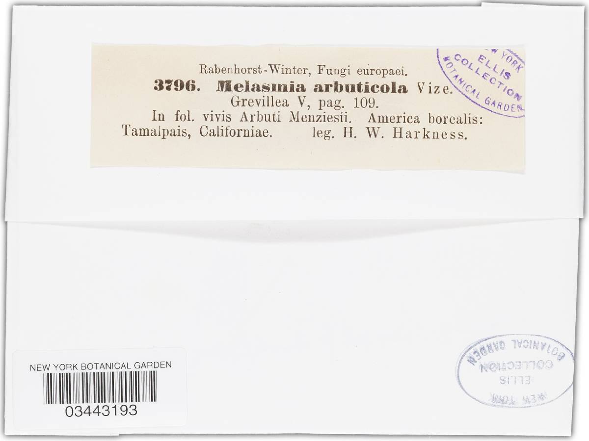 Melasmia arbuticola image