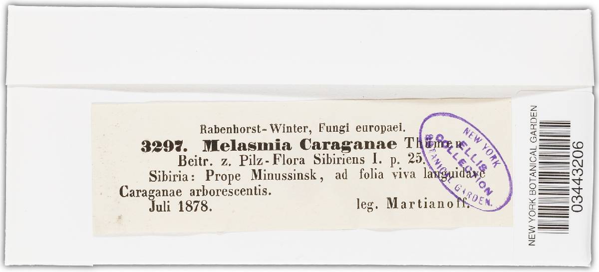 Diachora erebia image