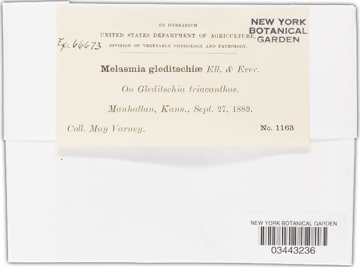 Melasmia gleditschiae image