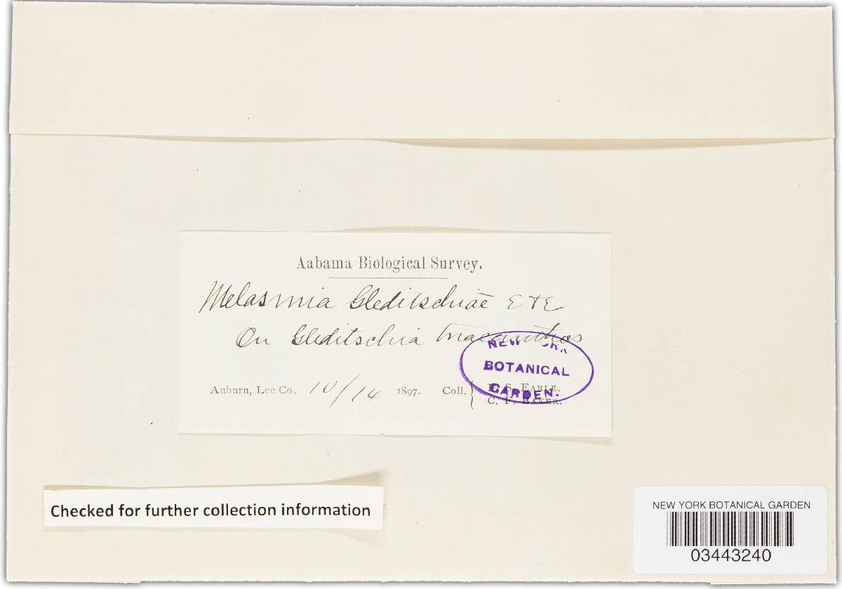 Melasmia gleditschiae image