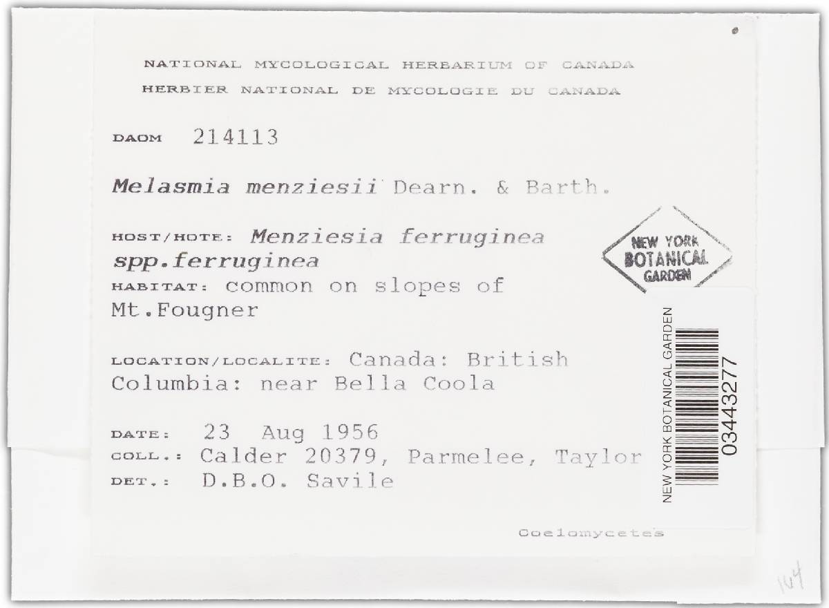 Melasmia menziesiae image