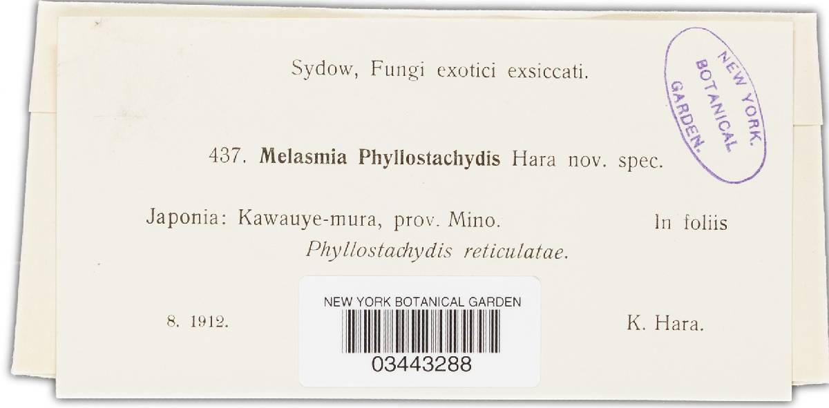 Melasmia phyllostachydis image