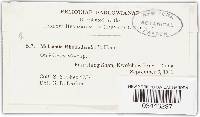 Melasmia rhododendri image