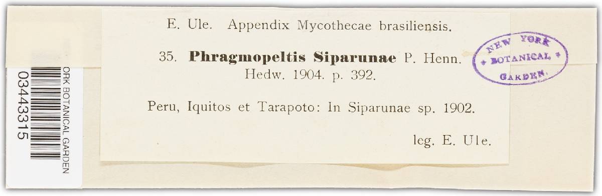 Phragmopeltis siparunae image
