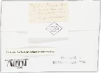 Piggotia fraxini image