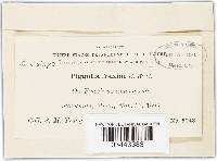 Piggotia fraxini image