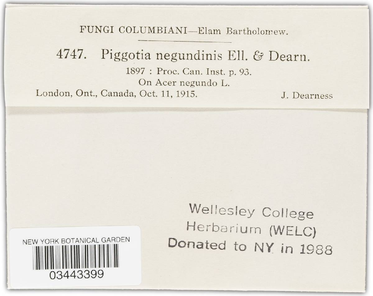 Piggotia negundinis image