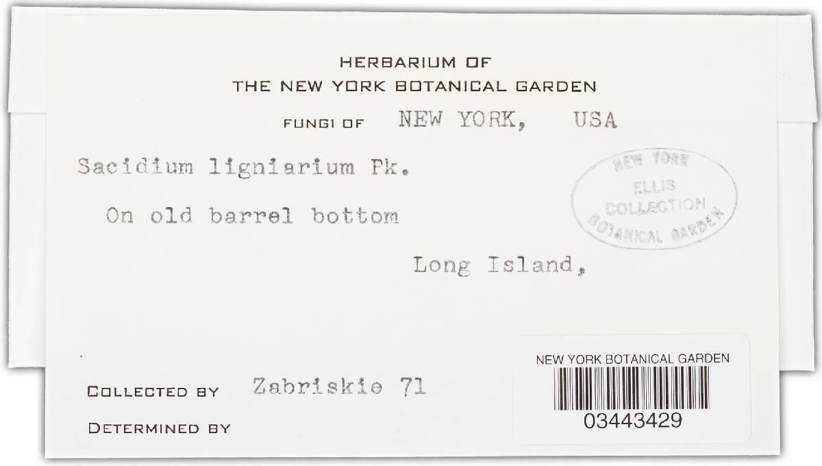 Sacidium lignarium image