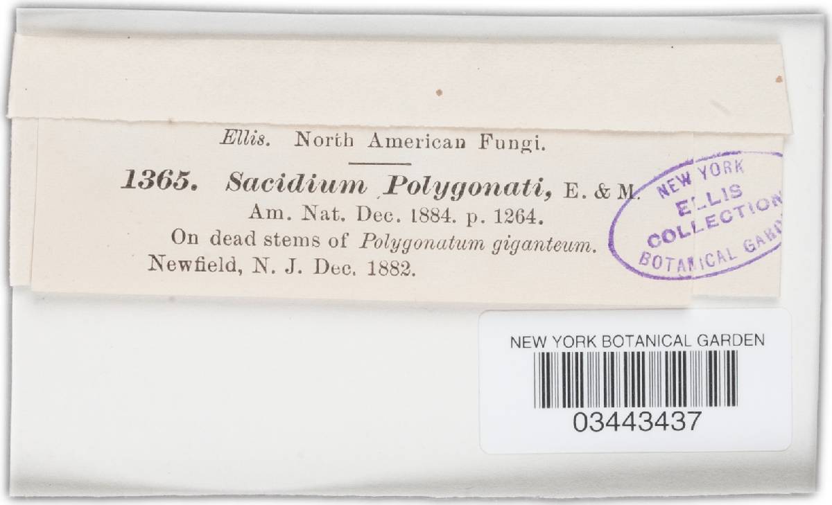 Sacidium polygonati image