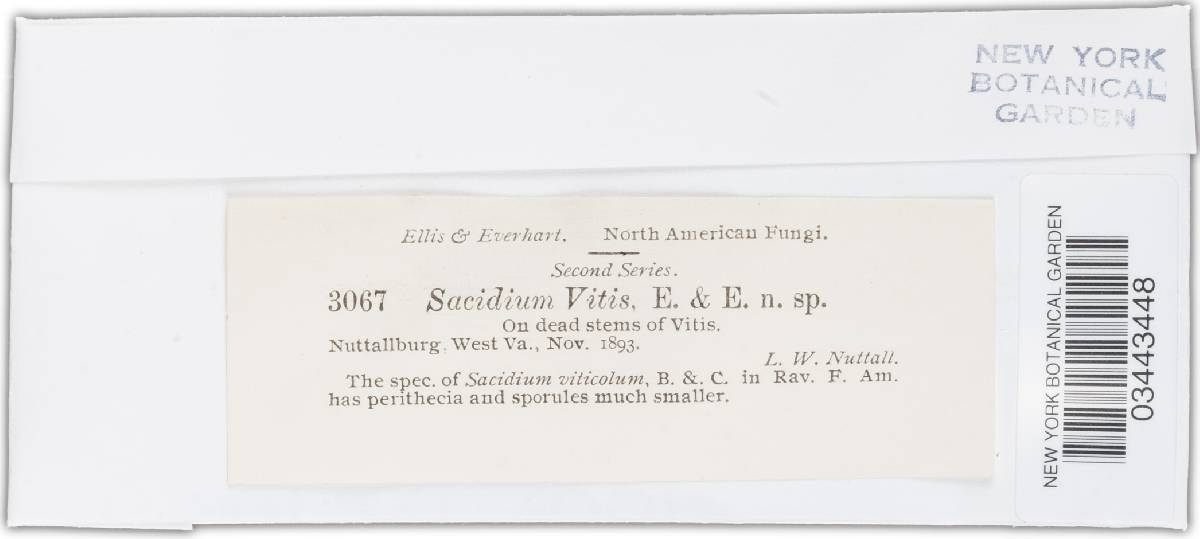 Sacidium vitis image
