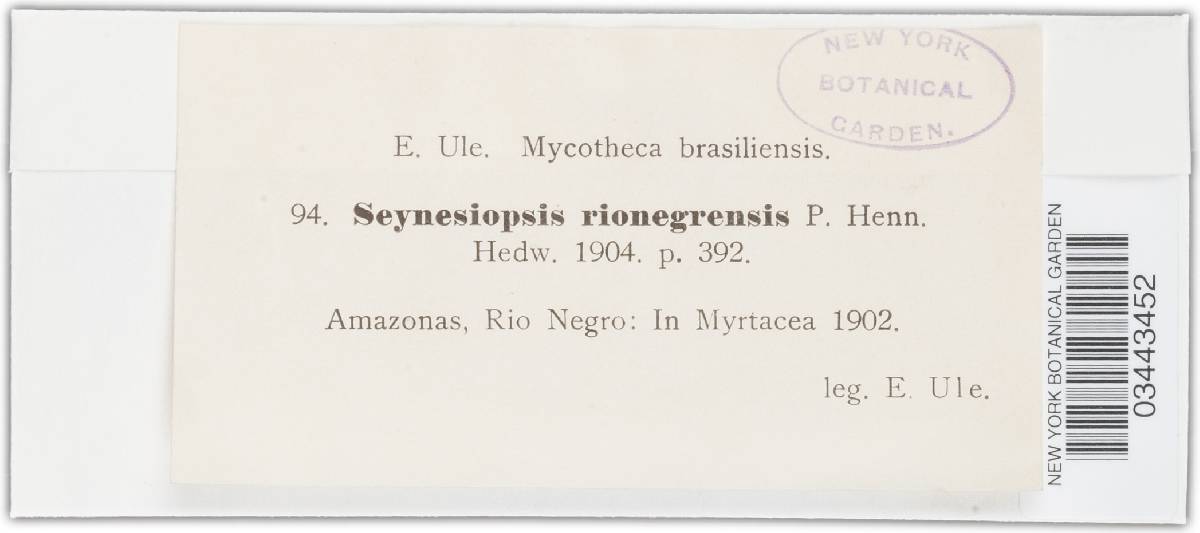 Seynesiopsis rionegrensis image