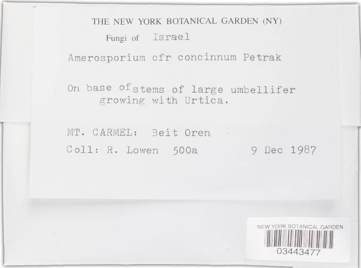 Amerosporium concinnum image