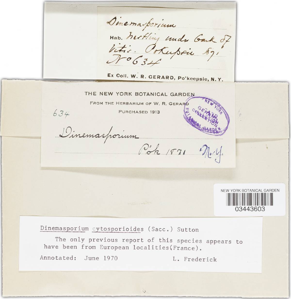 Dinemasporium cytosporoides image