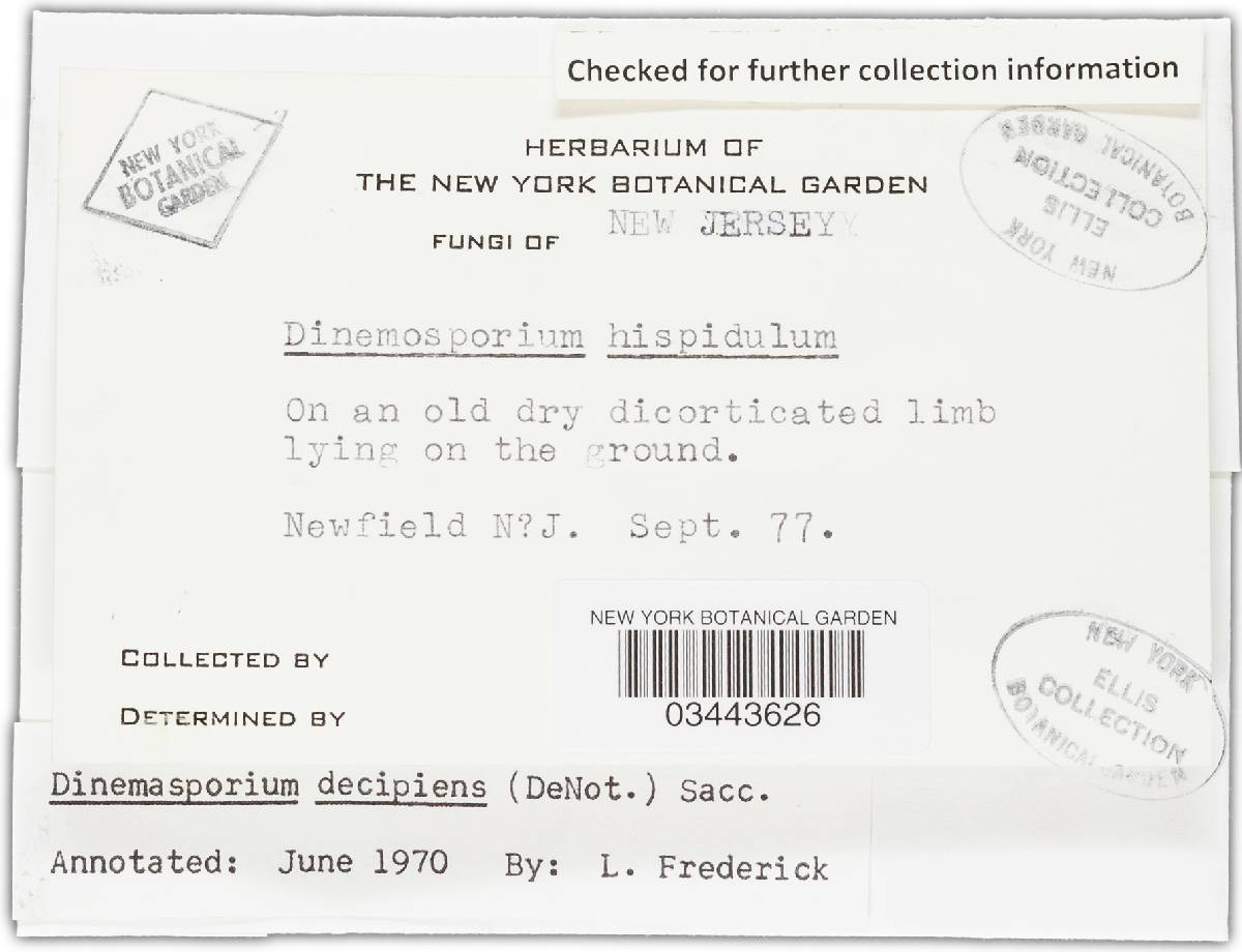 Dinemasporium decipiens image