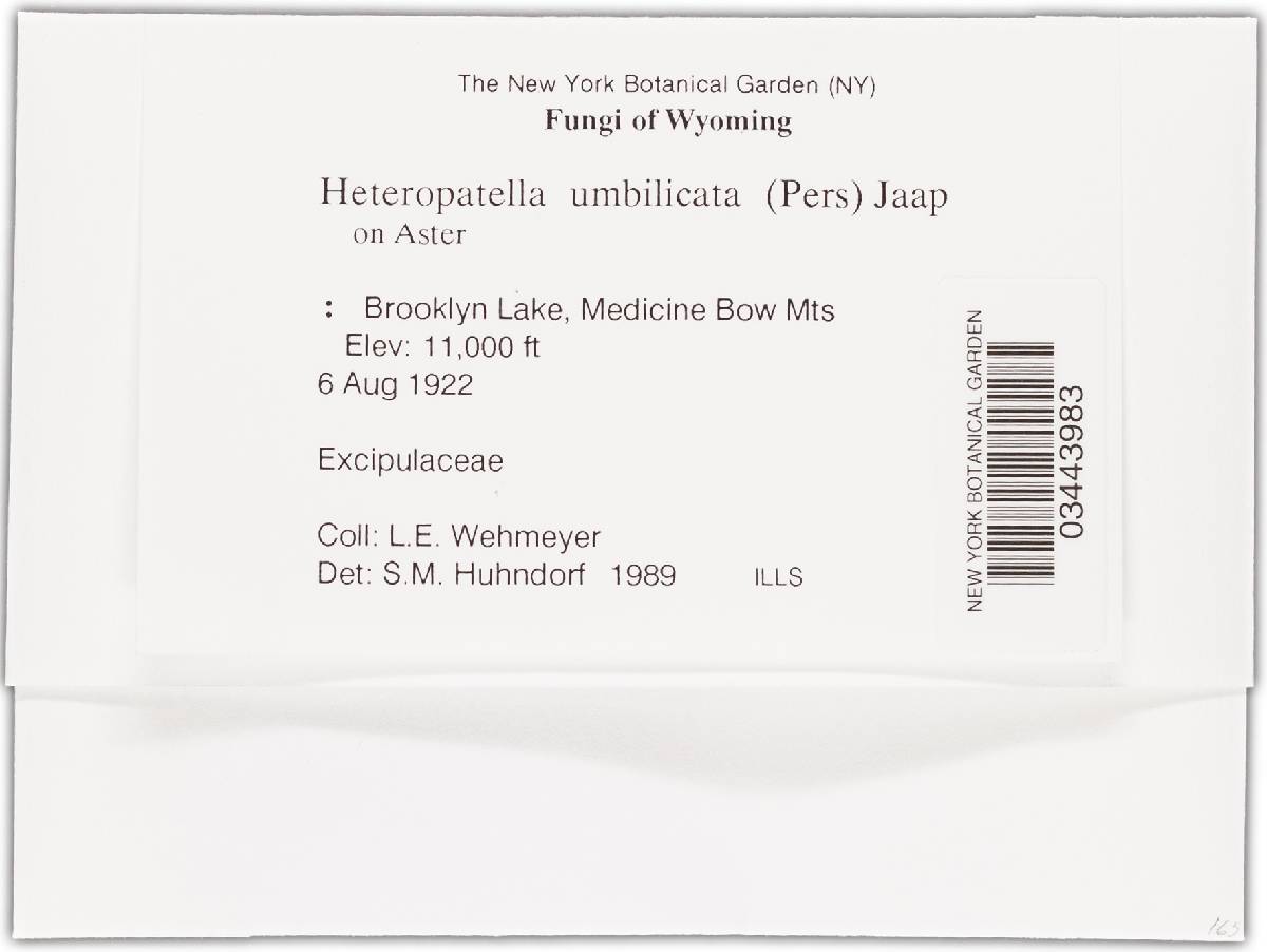 Heteropatella image