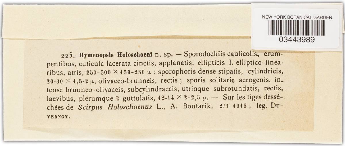 Hymenopsis holoschoeni image