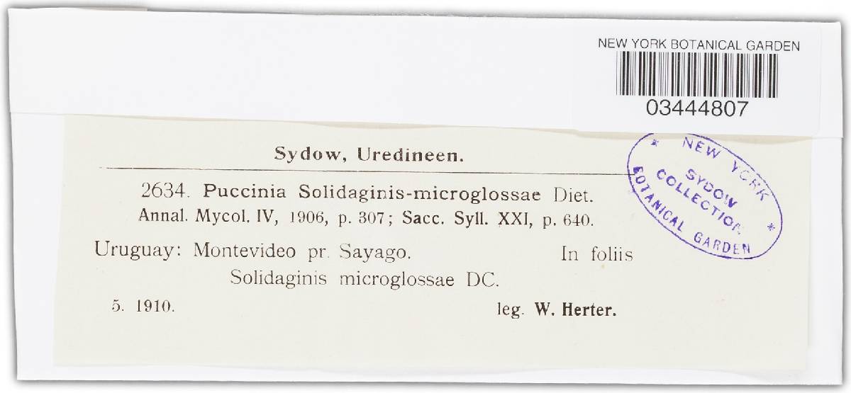 Puccinia solidaginis-microglossae image
