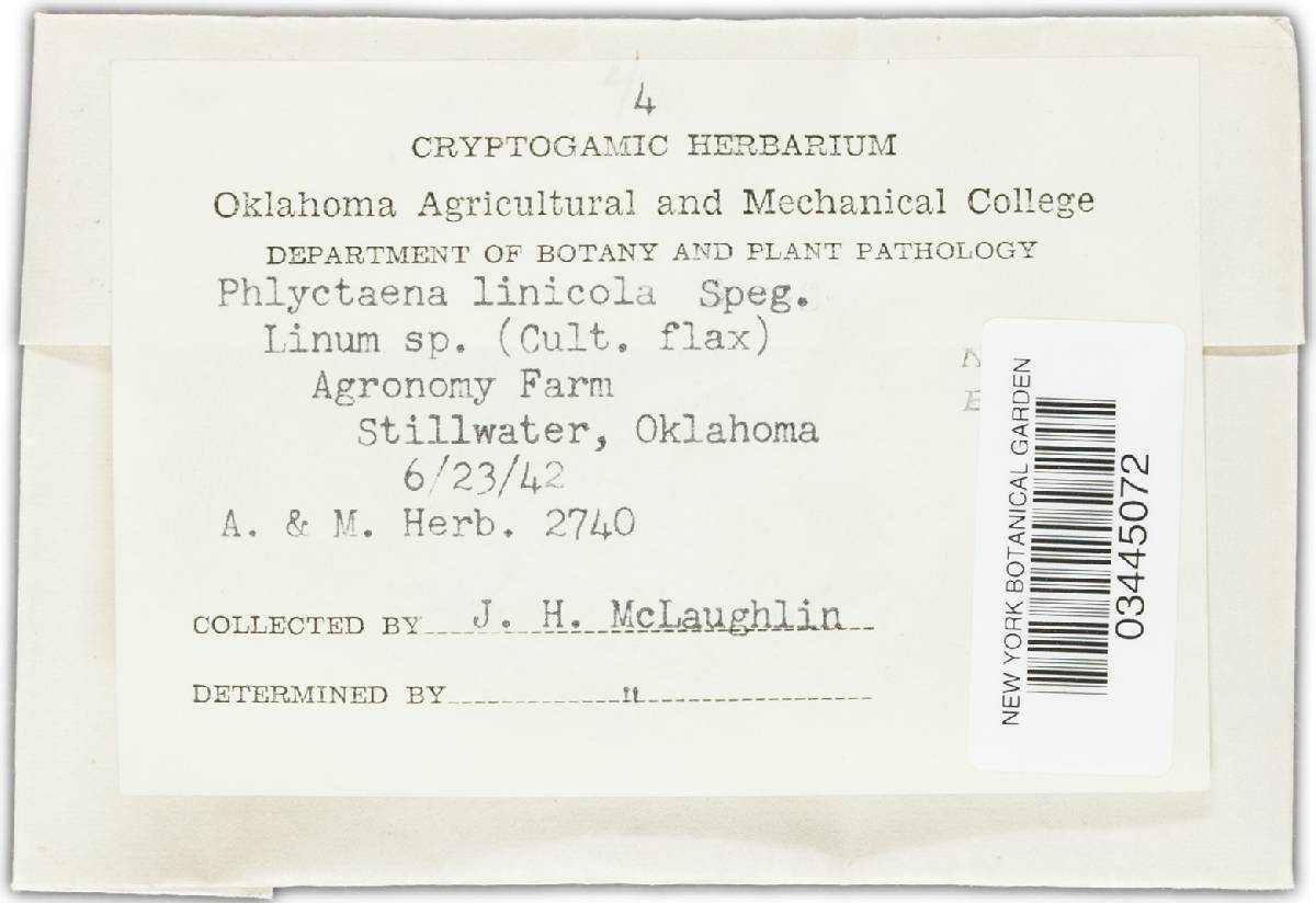 Mycosphaerella linicola image