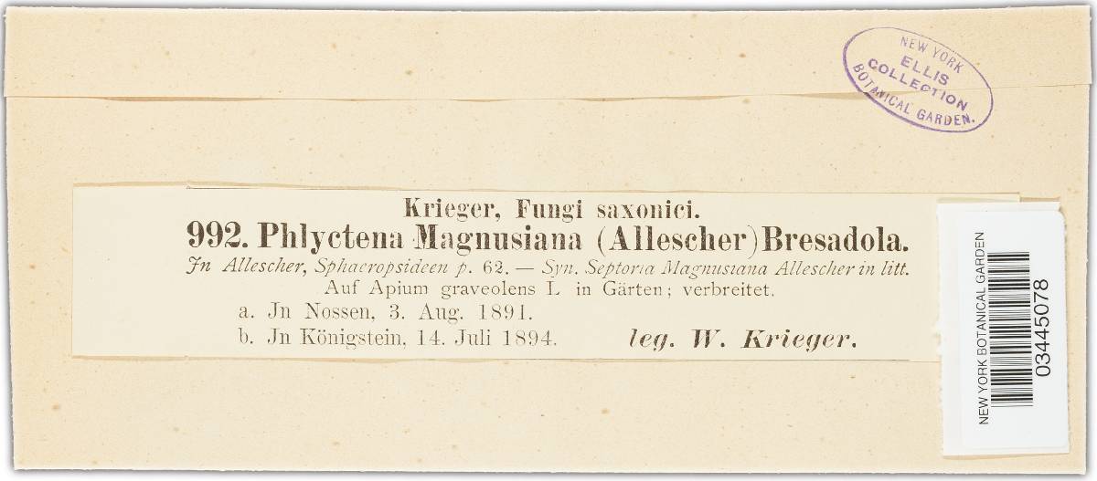 Phlyctema magnusiana image