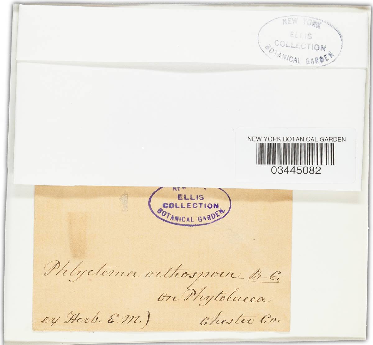 Phlyctema orthospora image