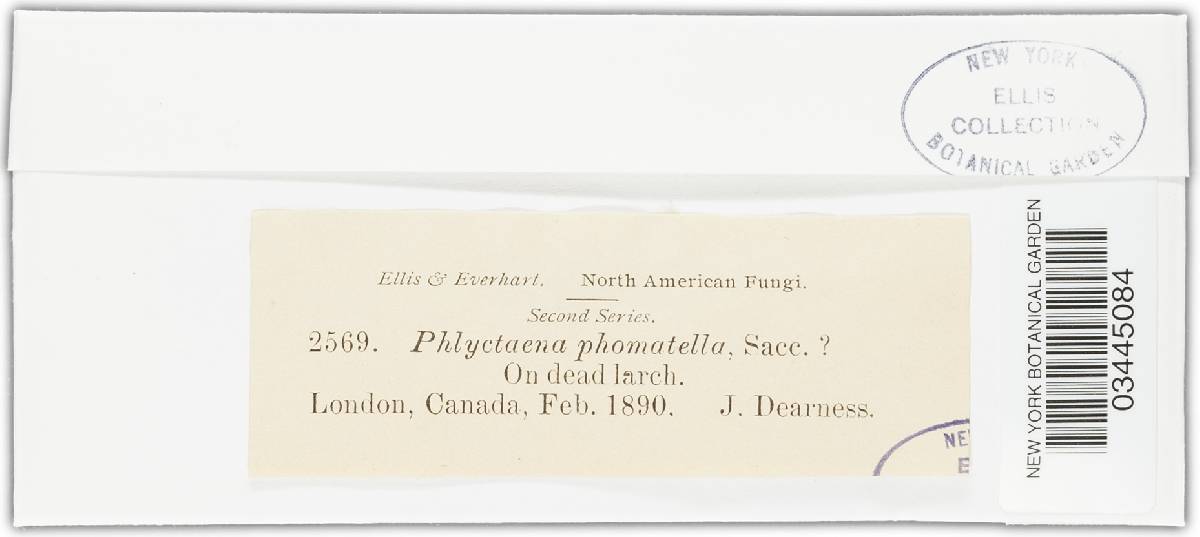 Phlyctema phomatella image