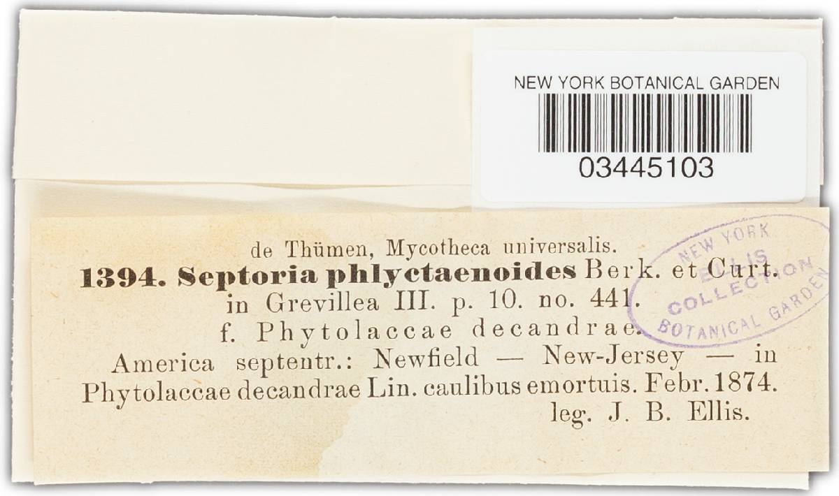 Phlyctema septorioides image