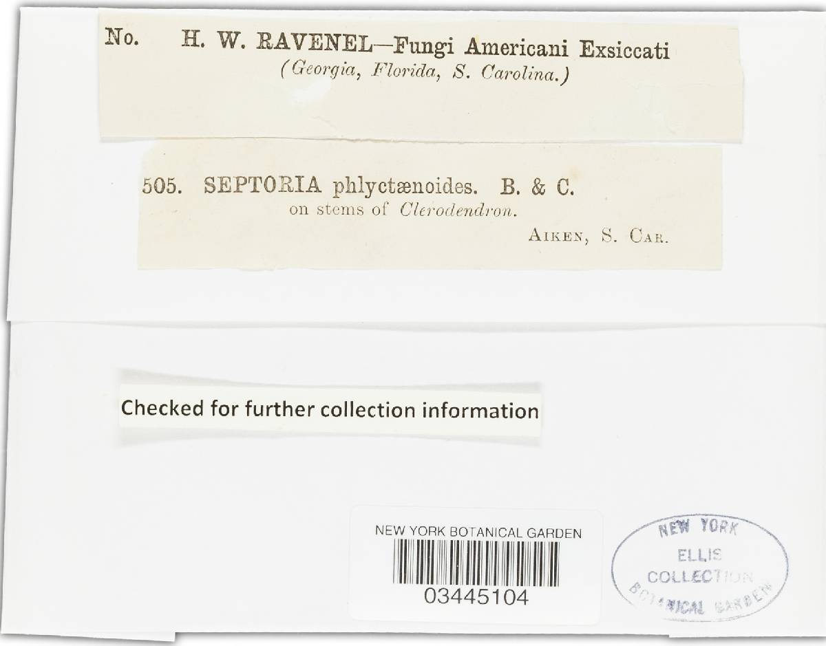 Phlyctema septorioides image