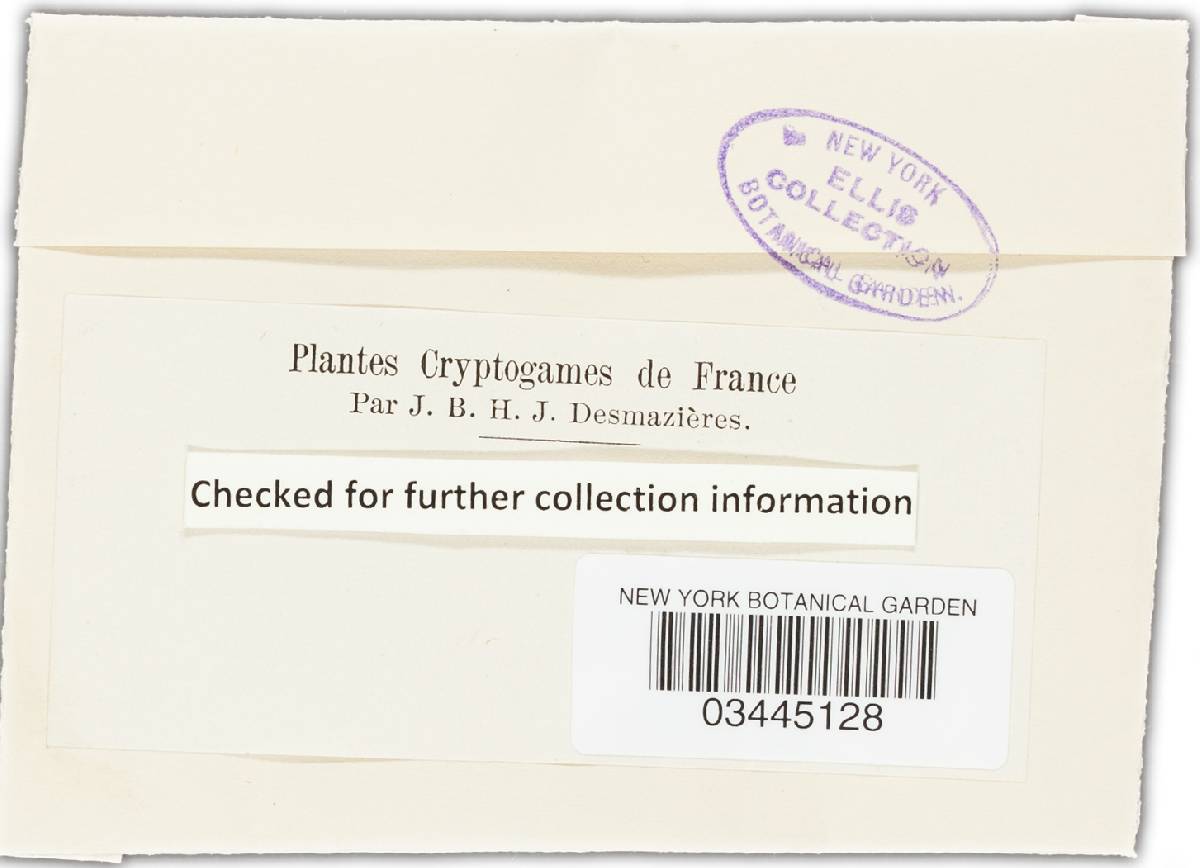 Pilidium disseminatum image