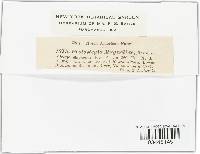 Protostegia magnoliae image