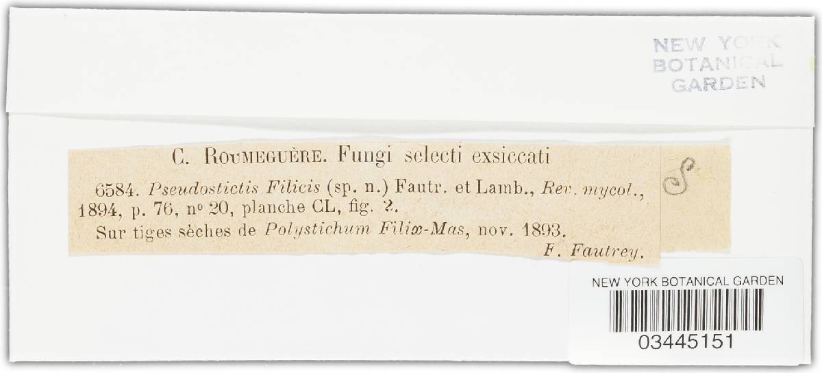 Pseudostictis filicis image