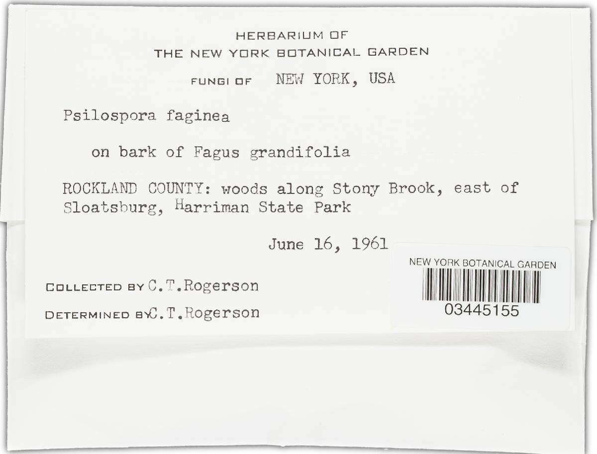 Ascodichaena rugosa image