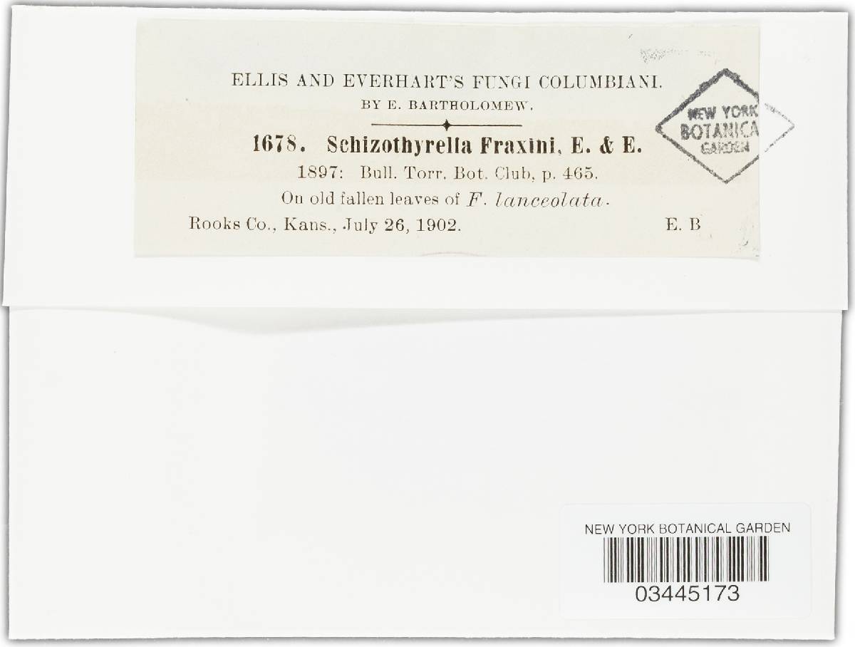 Schizothyrella fraxini image
